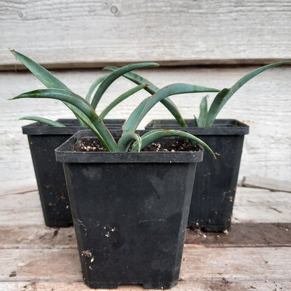 Yucca baccata, P9 pot