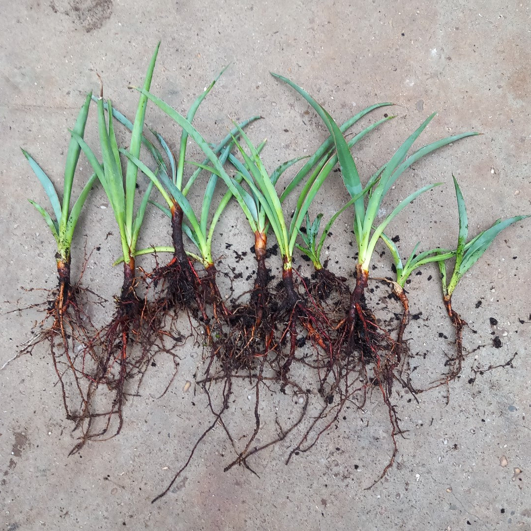 10 x Yucca baccata, 2 years old, bare rooted