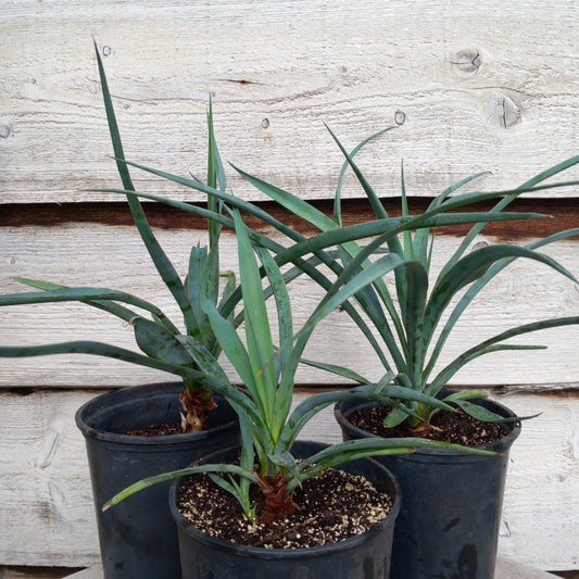 Yucca capensis, 3 ltr. pot