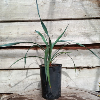 Yucca capensis, 4 ltr. pot