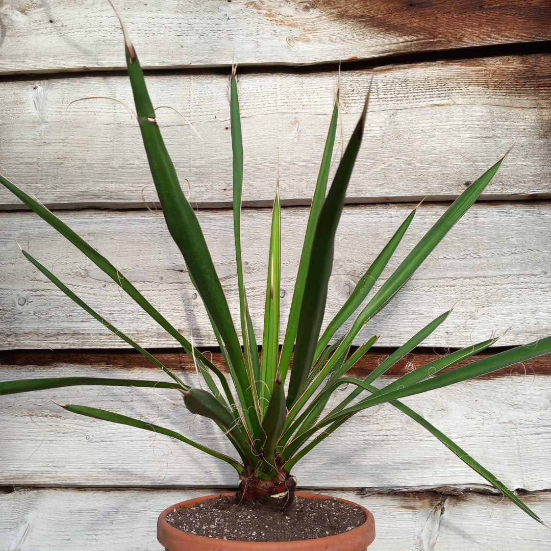 Yucca carnerosana, stem/plant/total 7/60/80 cm, pot Ø23 cm (No. 1)
