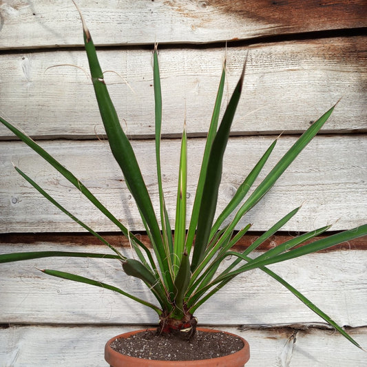 Yucca carnerosana, stem/plant/total 7/60/80 cm, pot Ø23 cm (No. 1)