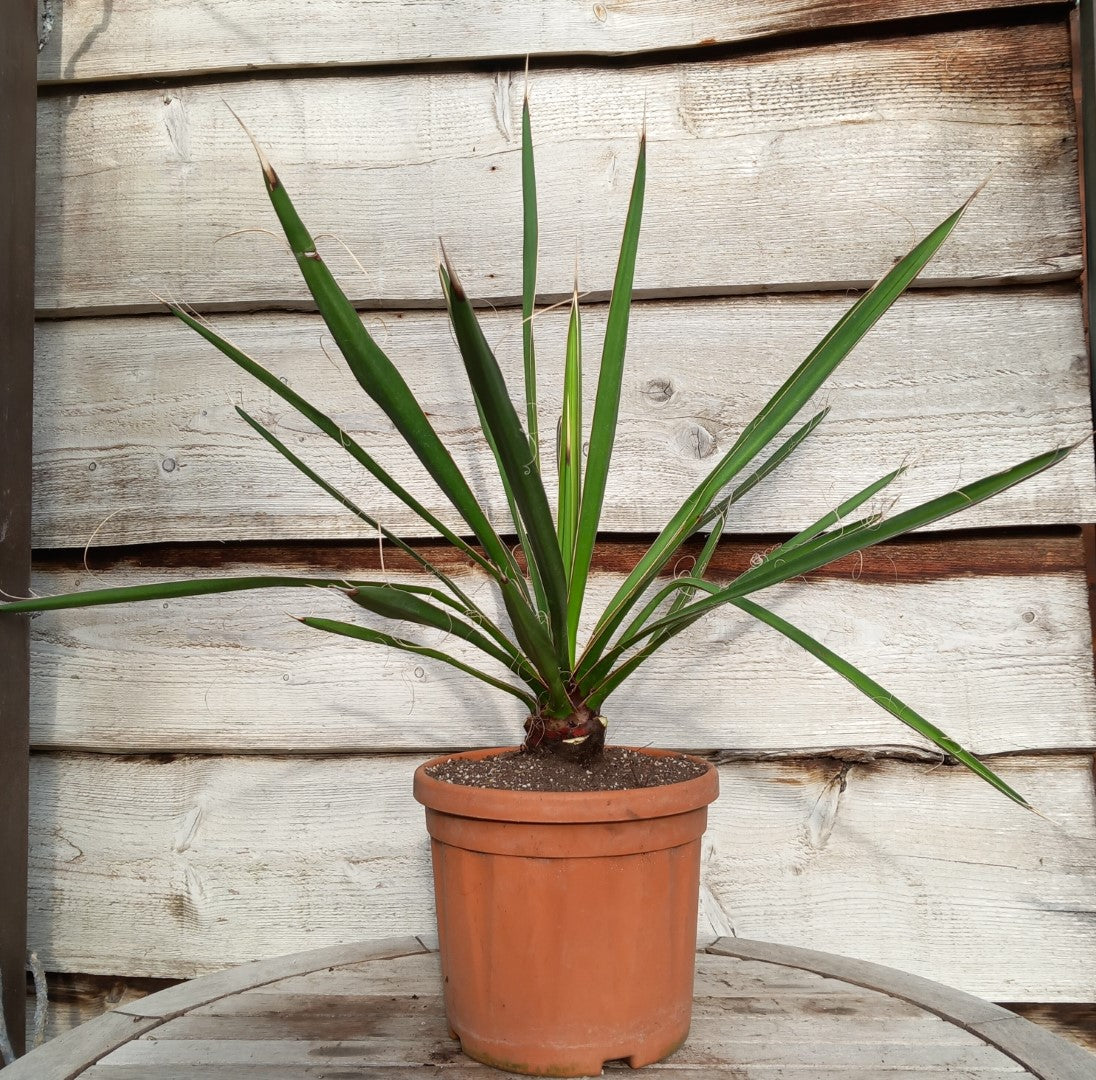 Yucca carnerosana, stem/plant/total 7/60/80 cm, pot Ø23 cm (No. 1)