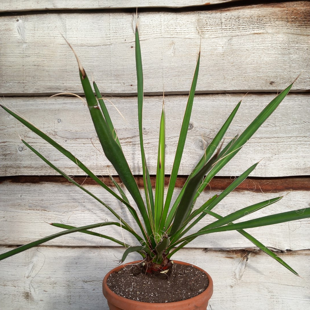 Yucca carnerosana, stem/plant/total 7/60/80 cm, pot Ø23 cm (No. 1)