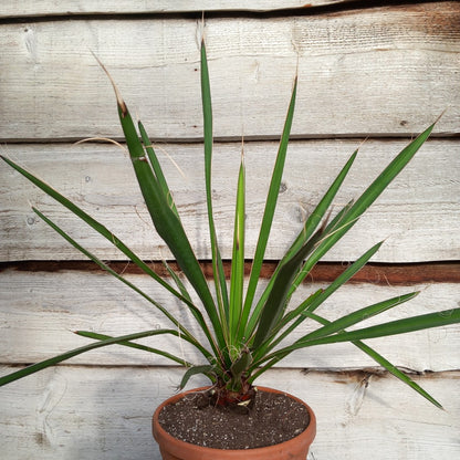 Yucca carnerosana, stem/plant/total 7/60/80 cm, pot Ø23 cm (No. 1)