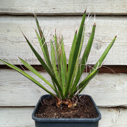 Yucca carnerosana, stem/plant/total 5/40/65 cm, 10 ltr. pot (No. 2)