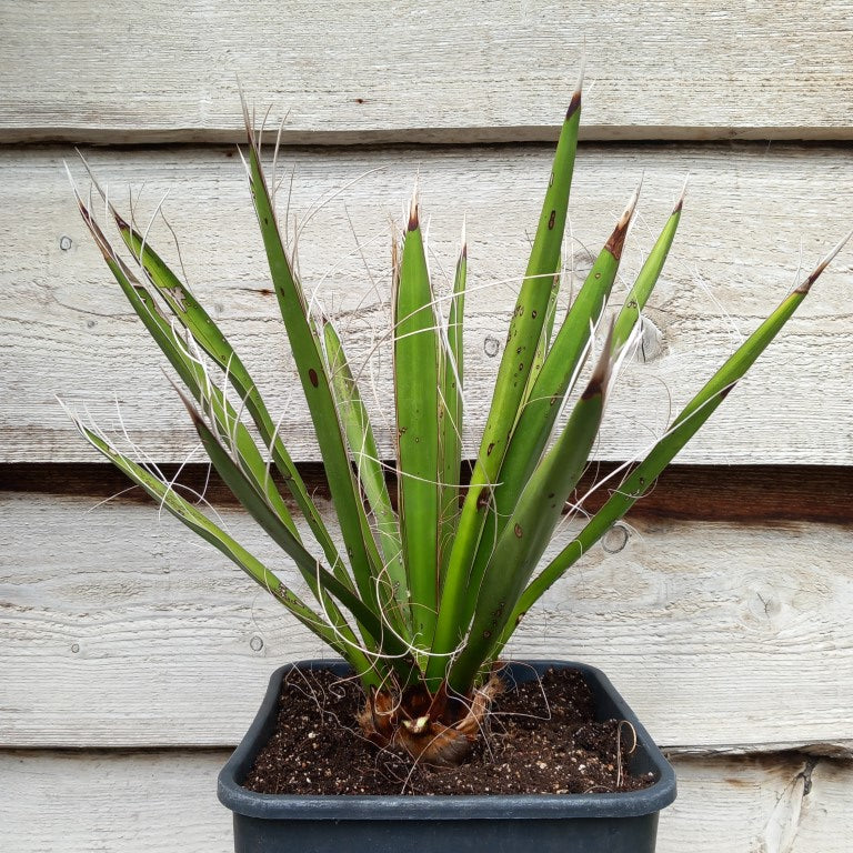 Yucca carnerosana, stem/plant/total 5/40/65 cm, 10 ltr. pot (No. 2)