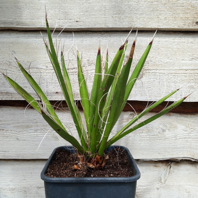 Yucca carnerosana, stem/plant/total 5/40/65 cm, 10 ltr. pot (No. 2)