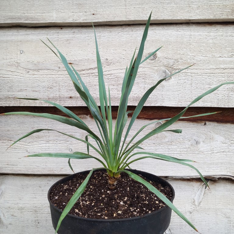 Yucca hybrid (pallida x (filamentosa x flaccida)) x flaccida