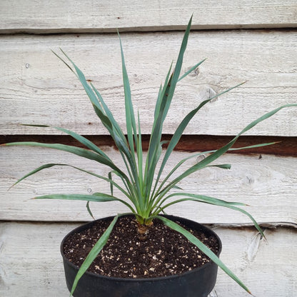 Yucca hybrid (pallida x (filamentosa x flaccida)) x flaccida