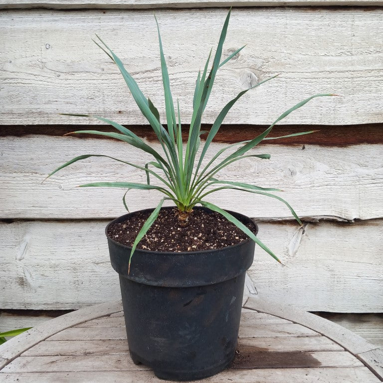Yucca hybrid (pallida x (filamentosa x flaccida)) x flaccida
