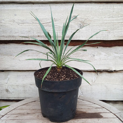 Yucca hybrid (pallida x (filamentosa x flaccida)) x flaccida