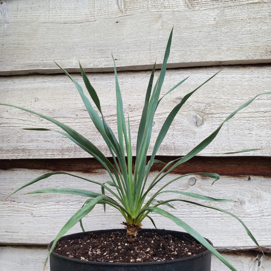 Yucca hybrid (pallida x (filamentosa x flaccida)) x flaccida