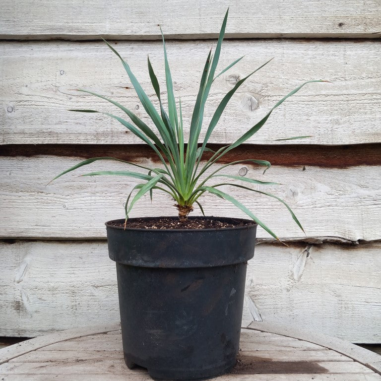 Yucca hybrid (pallida x (filamentosa x flaccida)) x flaccida