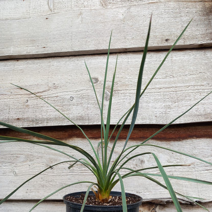 Yucca hybrid: reverchonii x (filamentosa x glauca) (No. 200)