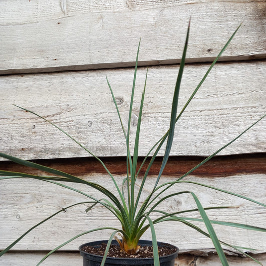 Yucca hybrid: reverchonii x (filamentosa x glauca) (No. 200)