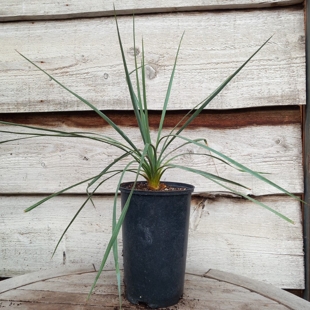 Yucca hybrid: reverchonii x (filamentosa x glauca) (No. 200)