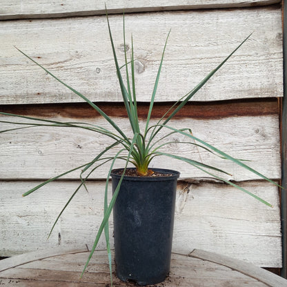 Yucca hybrid: reverchonii x (filamentosa x glauca) (No. 200)
