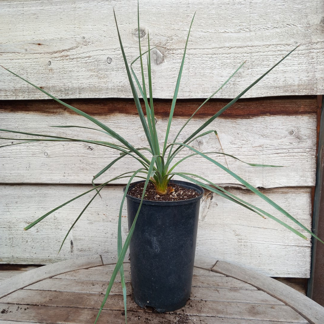 Yucca hybrid: reverchonii x (filamentosa x glauca) (No. 200)