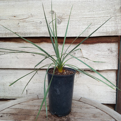 Yucca hybrid: reverchonii x (filamentosa x glauca) (No. 200)