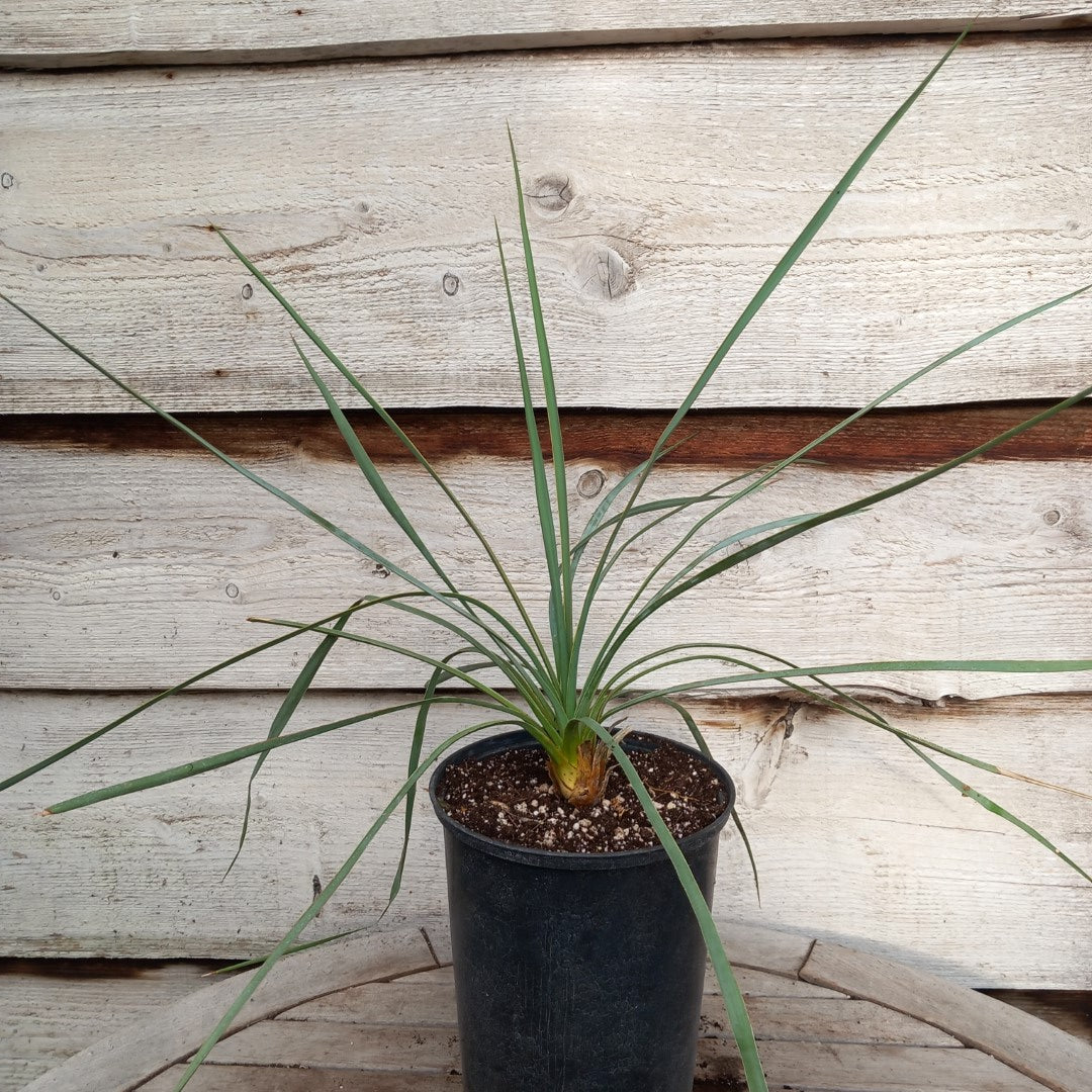 Yucca hybrid: reverchonii x (filamentosa x glauca) (No. 200)