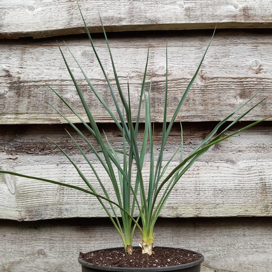 Yucca hybride – Tropical Centre