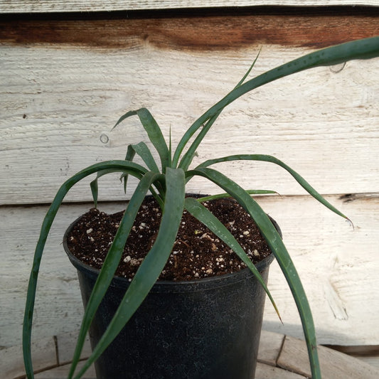 Yucca hybrid: linearifolia galeana x treculeana (No. 3)