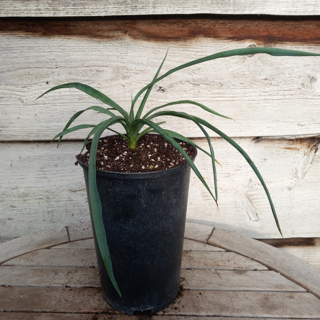 Yucca hybrid: linearifolia galeana x treculeana (No. 3)