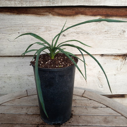Yucca hybrid: linearifolia galeana x treculeana (No. 3)