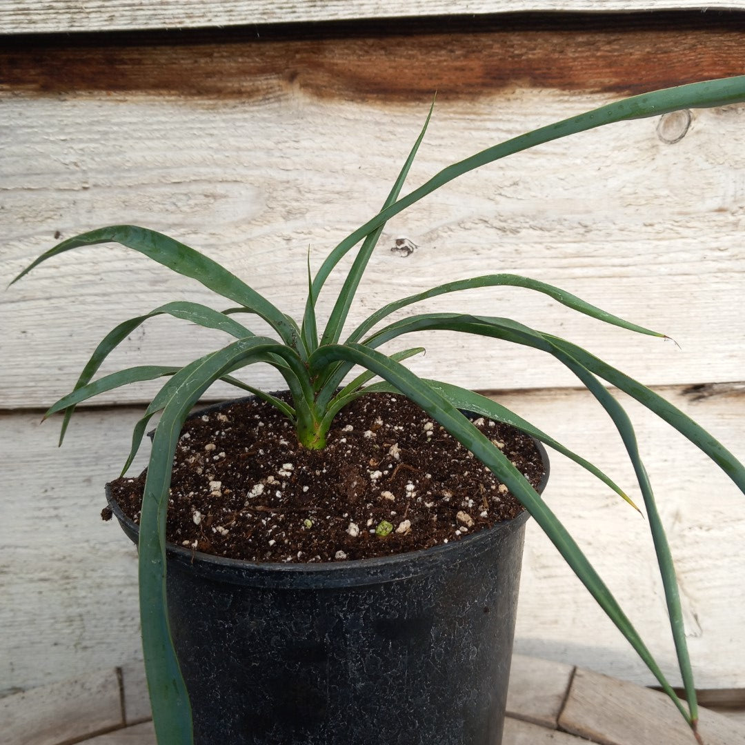 Yucca hybrid: linearifolia galeana x treculeana (No. 3)