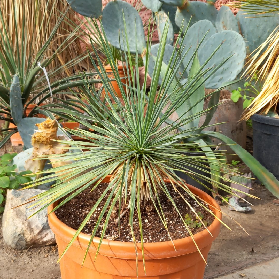 Yucca linearifolia, stem/plant/total 15/35/65 cm, pot Ø 32 cm (15-03)