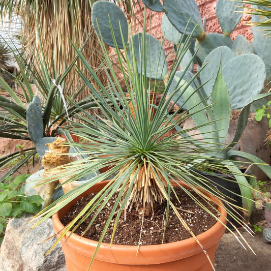 Yucca linearifolia, stem/plant/total 15/35/65 cm, pot Ø 32 cm (15-03)
