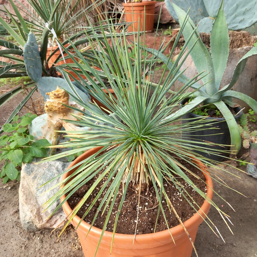 Yucca linearifolia, stem/plant/total 15/35/65 cm, pot Ø 32 cm (15-03)