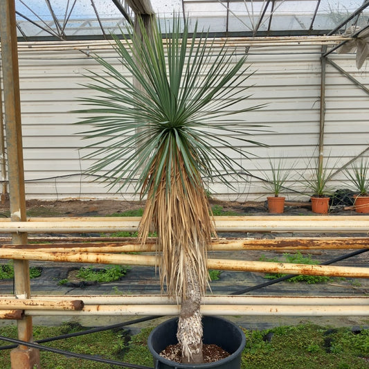 Yucca linearifolia, stem/plant/total 115/165/190 cm, pot 30 ltr. (15R05)