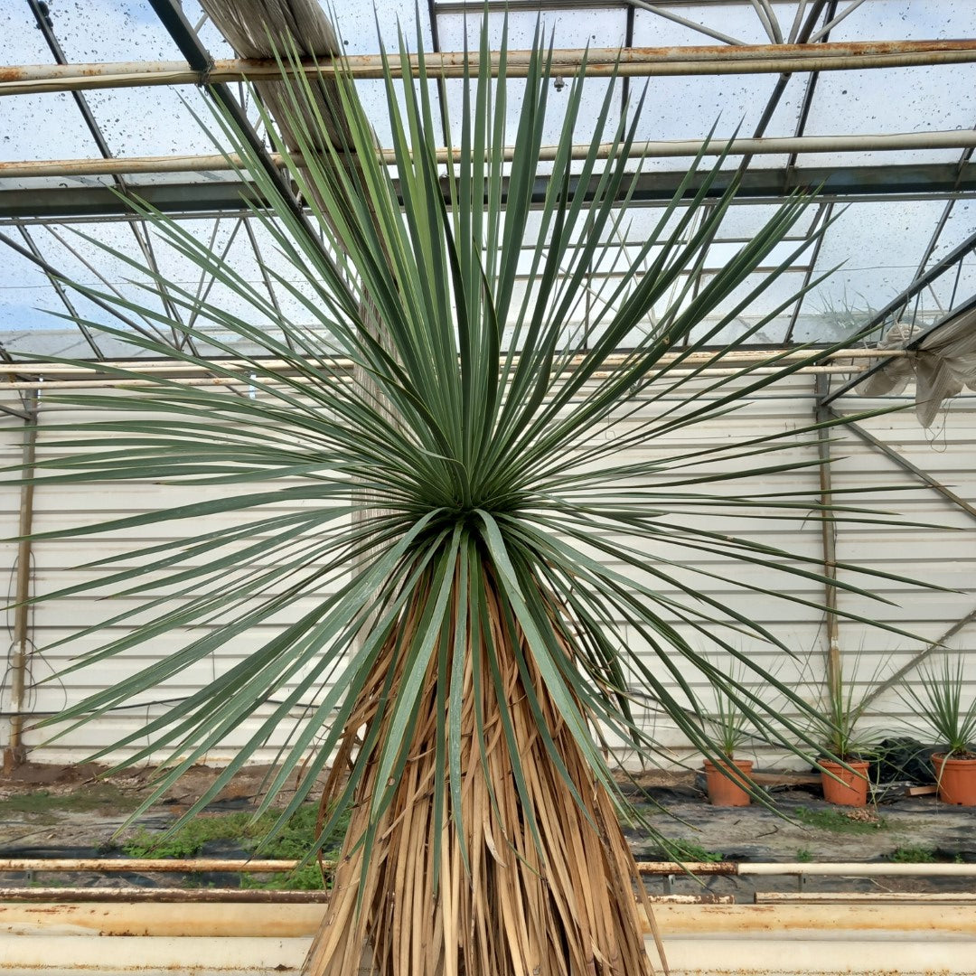 Yucca linearifolia, stem/plant/total 115/165/190 cm, pot 30 ltr. (15R05)