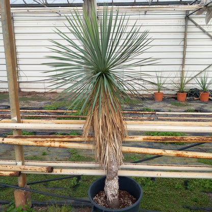 Yucca linearifolia, stem/plant/total 115/165/190 cm, pot 30 ltr. (15R05)