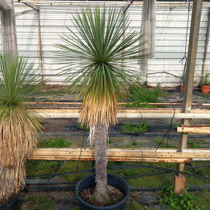 Yucca linearifolia + 2 shoots, stem/plant/total 120/165/190 cm, pot 30 ltr. (15R06)
