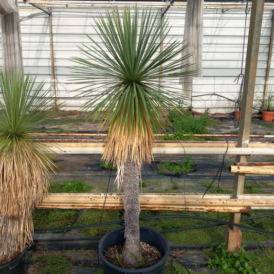 Yucca linearifolia + 2 shoots, stem/plant/total 120/165/190 cm, pot 30 ltr. (15R06)