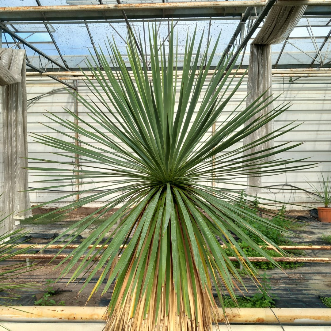 Yucca linearifolia + 2 shoots, stem/plant/total 120/165/190 cm, pot 30 ltr. (15R06)