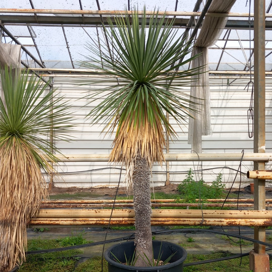 Yucca linearifolia + 2 shoots, stem/plant/total 120/165/190 cm, pot 30 ltr. (15R06)