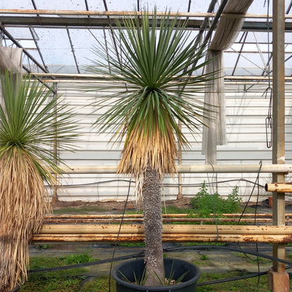 Yucca linearifolia + 2 shoots, stem/plant/total 120/165/190 cm, pot 30 ltr. (15R06)