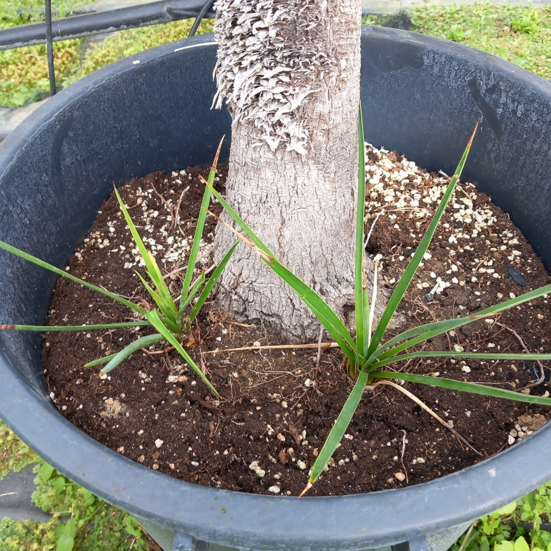 Yucca linearifolia + 2 shoots, stem/plant/total 120/165/190 cm, pot 30 ltr. (15R06)