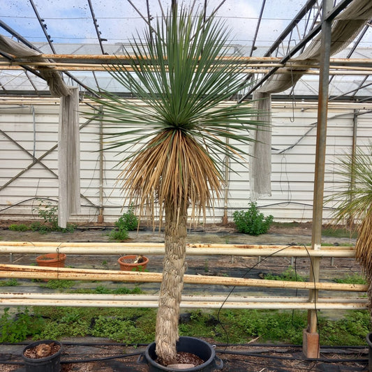 Yucca linearifolia hybrid + 1 shoot, stem/plant/total 160/215/240 cm, pot 30 ltr. (15R10)
