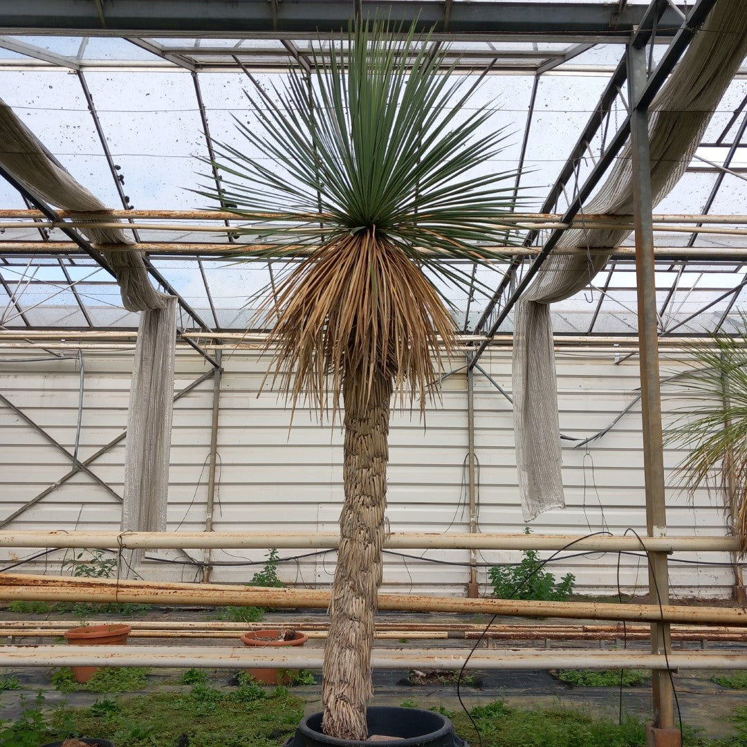 Yucca linearifolia hybrid + 1 shoot, stem/plant/total 160/215/240 cm, pot 30 ltr. (15R10)