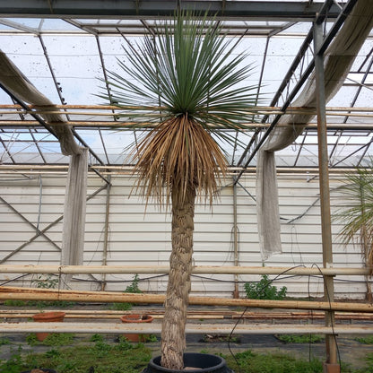 Yucca linearifolia hybrid + 1 shoot, stem/plant/total 160/215/240 cm, pot 30 ltr. (15R10)