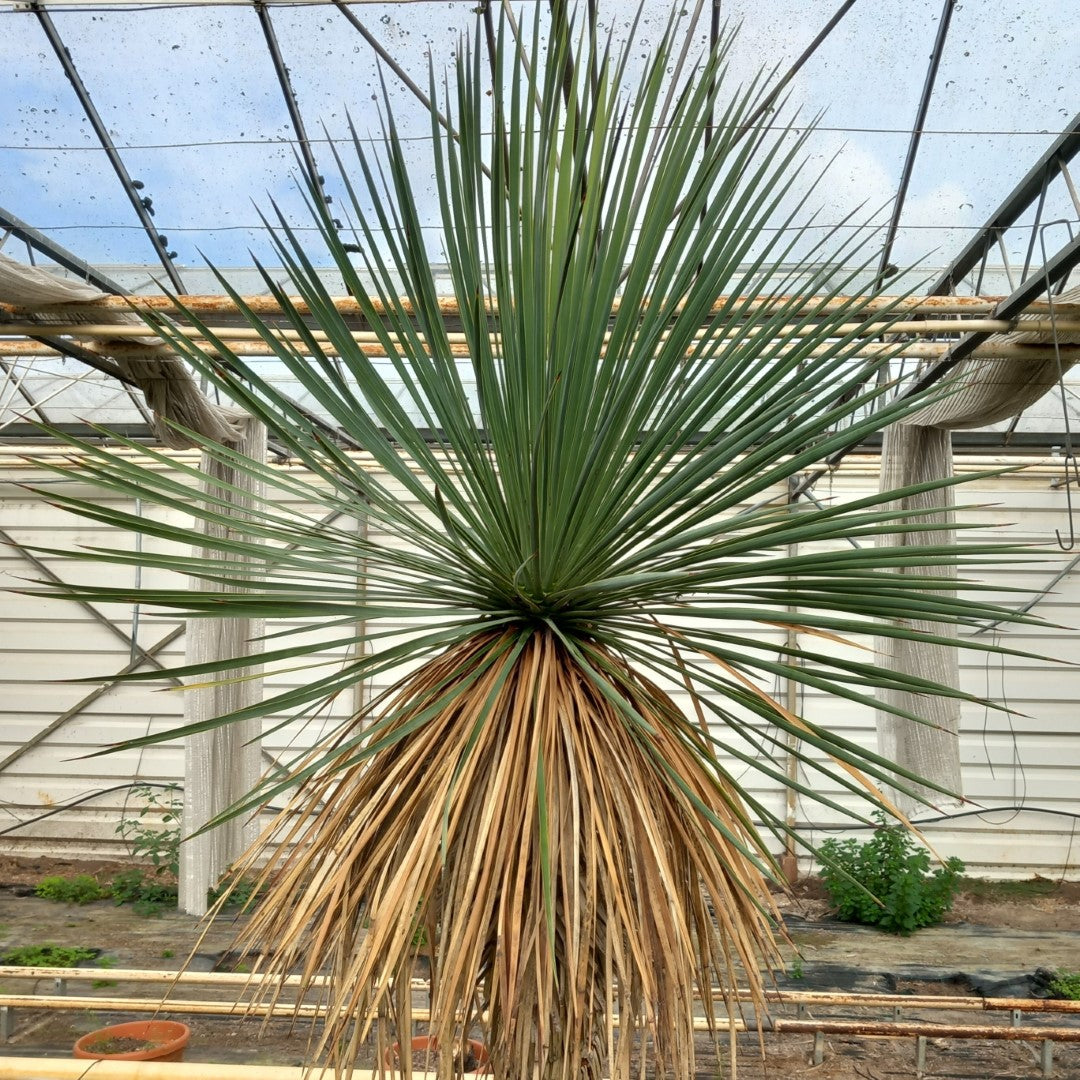 Yucca linearifolia hybrid + 1 shoot, stem/plant/total 160/215/240 cm, pot 30 ltr. (15R10)