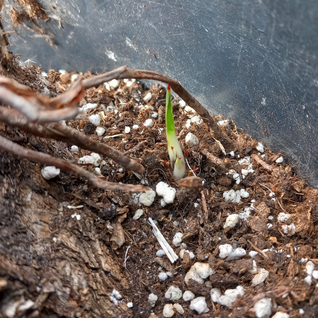 Yucca linearifolia hybrid + 1 shoot, stem/plant/total 160/215/240 cm, pot 30 ltr. (15R10)