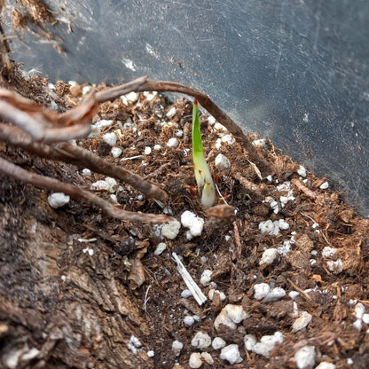 Yucca linearifolia hybrid + 1 shoot, stem/plant/total 160/215/240 cm, pot 30 ltr. (15R10)