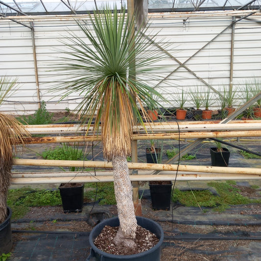 Yucca linearifolia, stem/plant/total 105/150/185 cm, pot 30 ltr. (SH01)
