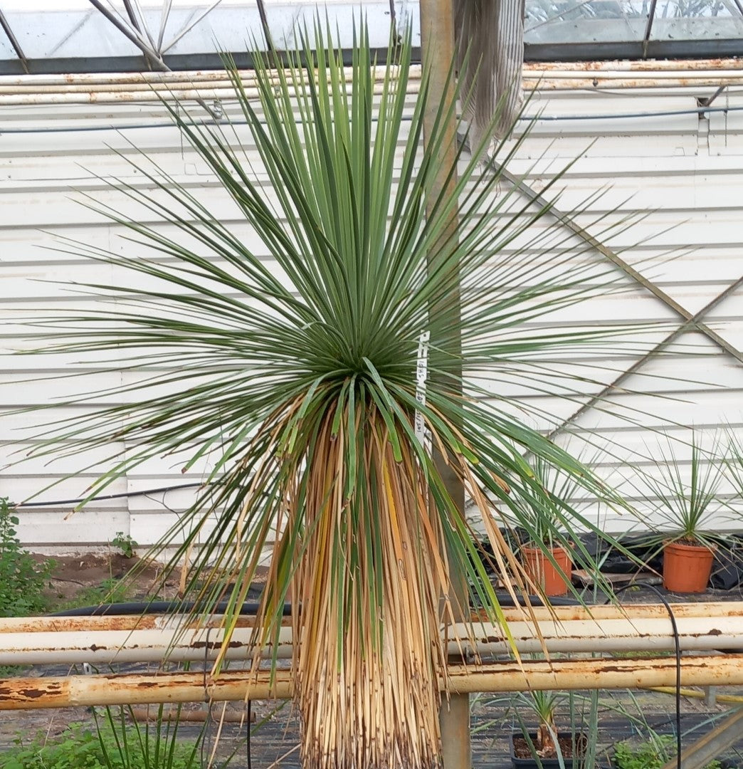 Yucca linearifolia, stem/plant/total 105/150/185 cm, pot 30 ltr. (SH01)